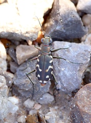 Cicindela haemorrhagica