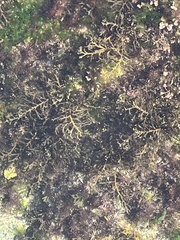 Cystoseira compressa