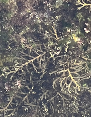 Cystoseira compressa