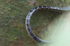 Dendrelaphis kopsteini