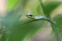 Dendrelaphis kopsteini