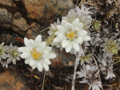 Leucogenes leontopodium
