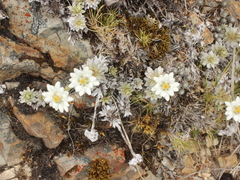 Leucogenes leontopodium