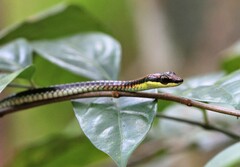 Dendrelaphis kopsteini