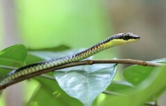 Dendrelaphis kopsteini