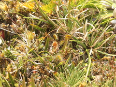 Drosera stenopetala