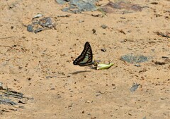Graphium evemon