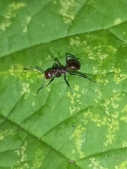 Polyrhachis thrinax