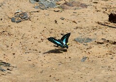 Graphium evemon