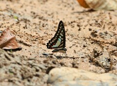 Graphium evemon
