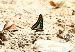 Graphium evemon