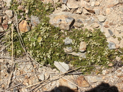 Anisotome aromatica