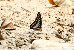 Graphium evemon