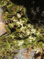 Anisotome aromatica