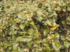 Brachyglottis elaeagnifolia