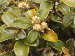 Brachyglottis elaeagnifolia