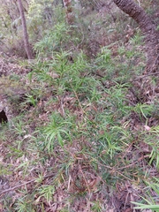 Podocarpus spinulosus