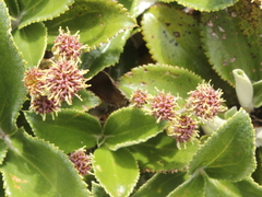 Macrolearia colensoi