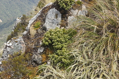 Brachyglottis bidwillii