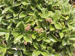 Macrolearia colensoi