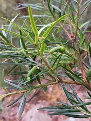Podocarpus spinulosus