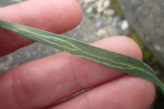 Cerodontha australis