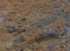 Rasbora elegans