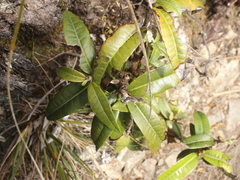 Olearia arborescens × lacunosa