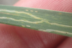 Cerodontha australis