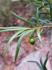 Podocarpus spinulosus