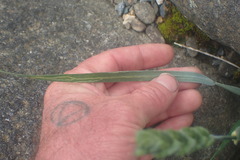 Cerodontha australis