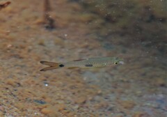 Rasbora elegans
