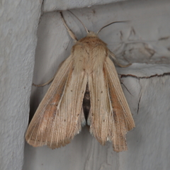 Vietteania torrentium