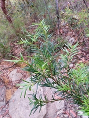 Podocarpus spinulosus