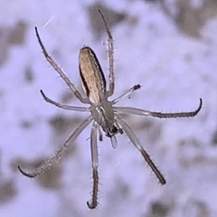 Larinia directa