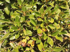 Brachyglottis elaeagnifolia