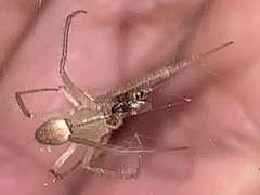 Larinia directa