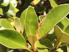 Brachyglottis elaeagnifolia