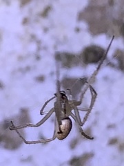 Larinia directa