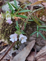 Prostanthera linearis