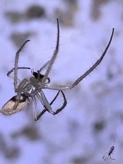 Larinia directa