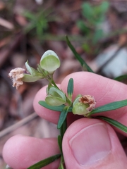 Prostanthera linearis