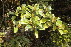 Brachyglottis elaeagnifolia
