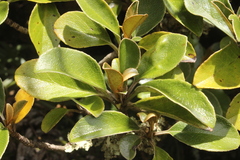 Brachyglottis elaeagnifolia