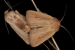 Vietteania torrentium