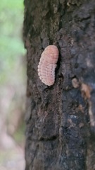 Coelostomidia zealandica
