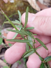 Prostanthera linearis