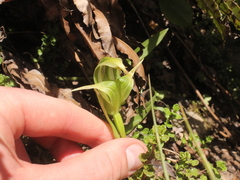 Pterostylis patens