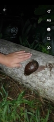 Hedleyella falconeri
