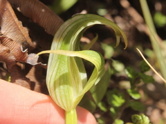 Pterostylis patens